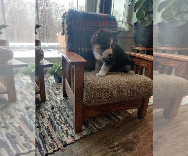 Medium Photo #14 Siberian Husky Puppy For Sale in AUBURN, NY, USA