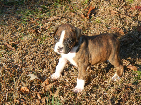 Medium Photo #1 Boxer Puppy For Sale in BEECH ISLAND, SC, USA