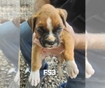 Puppy FS3 Boxer