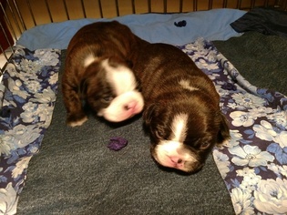 Boston Terrier Puppy for sale in LUCK, WI, USA