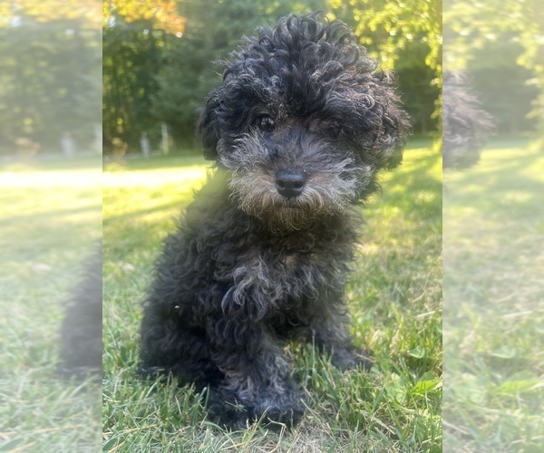 Medium Photo #6 Poodle (Miniature) Puppy For Sale in DURHAM, CT, USA