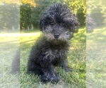 Small #5 Poodle (Miniature)