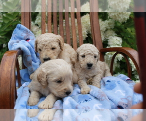Goldendoodle Puppy for sale in VOLANT, PA, USA