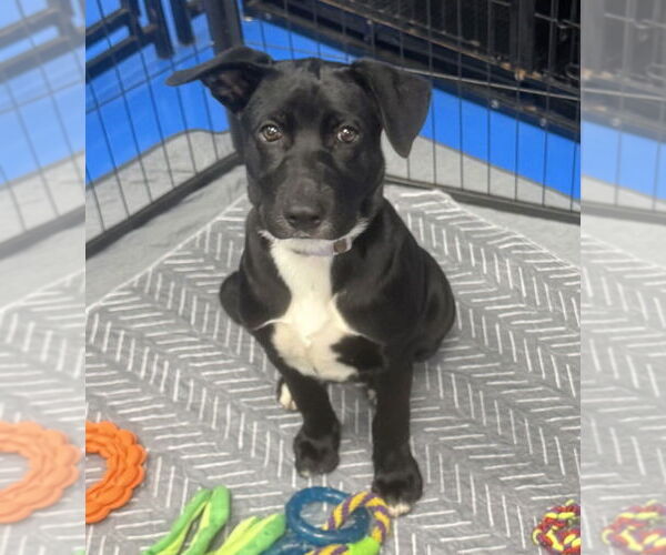 Medium Photo #30 Labrador Retriever-Unknown Mix Puppy For Sale in OKLAHOMA CITY, OK, USA