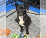 Small #29 Labrador Retriever Mix