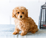 Small Photo #43 Poodle (Toy) Puppy For Sale in WAKARUSA, IN, USA