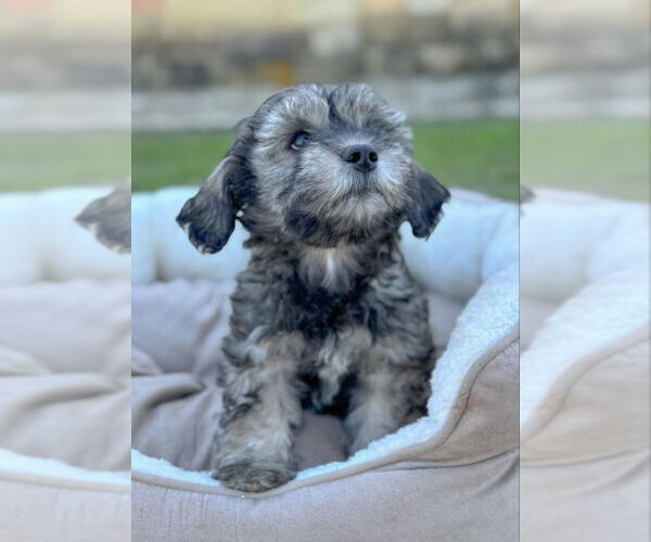 Medium Photo #3 Mutt Puppy For Sale in PIPE CREEK, TX, USA