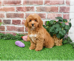Small #2 Goldendoodle mix (+ Poodle Miniature)
