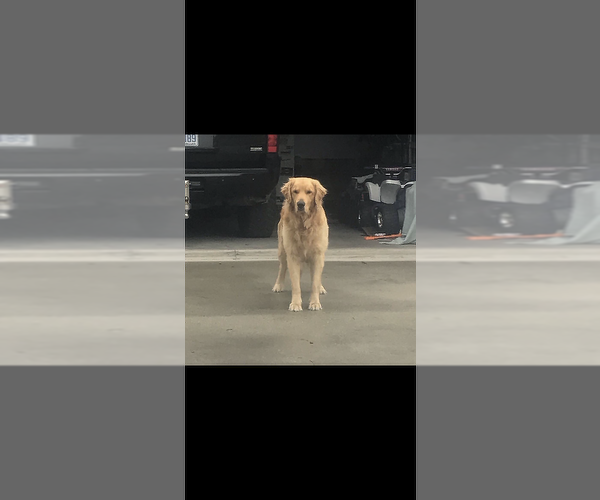 Medium Photo #5 Golden Retriever Puppy For Sale in SOUTHPORT, NC, USA