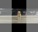 Small Photo #5 Golden Retriever Puppy For Sale in SOUTHPORT, NC, USA