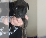 Puppy 2 American Staffordshire Terrier-Rottweiler Mix