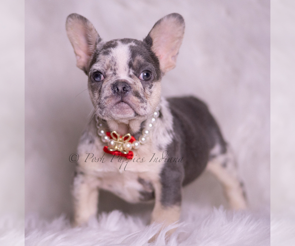 Medium Photo #4 French Bulldog Puppy For Sale in WARSAW, IN, USA