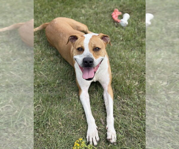 Medium Photo #4 Mutt Puppy For Sale in Bemidji, MN, USA