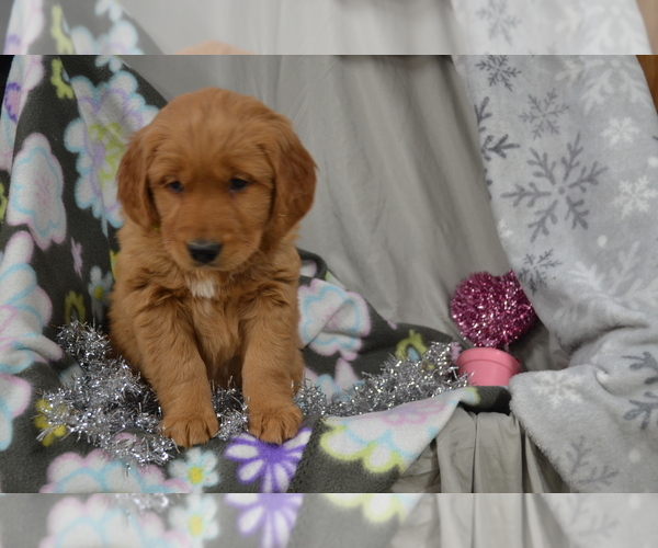 Medium Photo #25 Golden Retriever Puppy For Sale in GREENWOOD, WI, USA