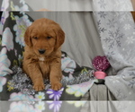 Small #2 Golden Retriever