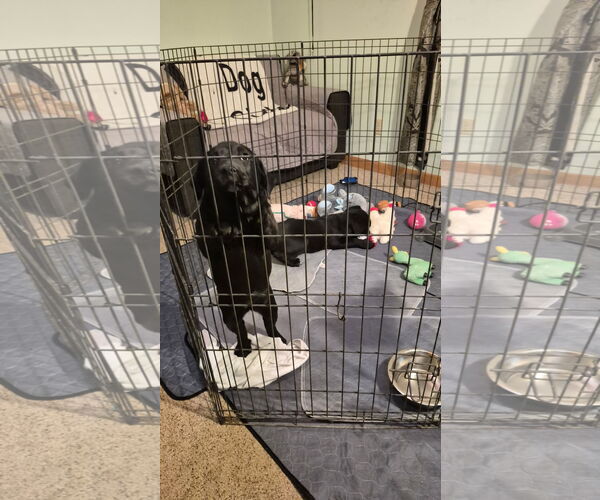 Medium Photo #1 Labrador Retriever-Unknown Mix Puppy For Sale in Hinckley, IL, USA
