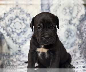Cane Corso Puppy for sale in NEWTON, NJ, USA