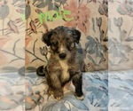 Small #1 Aussiedoodle Miniature 