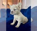 Small #1 French Bulldog