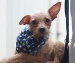 Small Chihuahua Mix