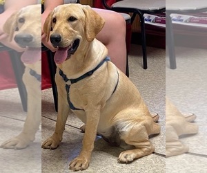 Mother of the Labrador Retriever puppies born on 08/01/2025