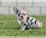Small Photo #16 French Bulldog Puppy For Sale in ENCINO, CA, USA