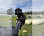Small #4 Golden Shepherd