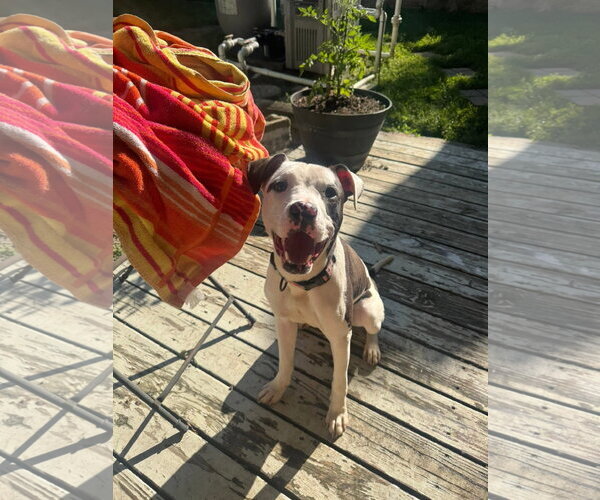 Medium Photo #8 American Pit Bull Terrier-Unknown Mix Puppy For Sale in Germantown, OH, USA
