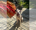 Small #7 American Pit Bull Terrier Mix