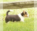 Small #4 Pembroke Welsh Corgi