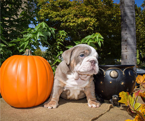 English Bulldog Puppy for Sale in SAN JOSE, California USA