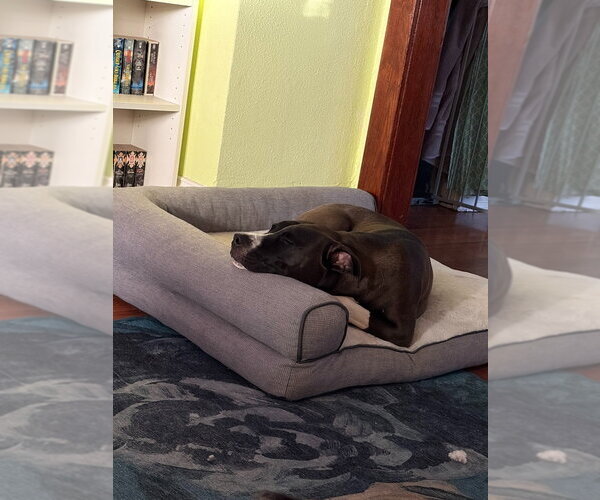 Medium Photo #3 Great Dane-Unknown Mix Puppy For Sale in Minneapolis, MN, USA