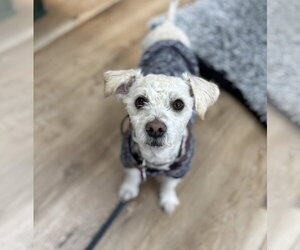 Poodle (Miniature)-Unknown Mix Dogs for adoption in Bellevue, WA, USA