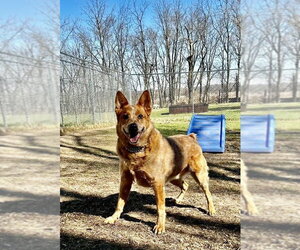 - Mix Dogs for adoption in Williamsburg, IA, USA