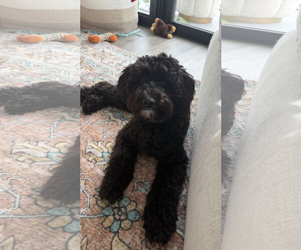 Medium Photo #5 Mutt Puppy For Sale in St. Louis Park, MN, USA