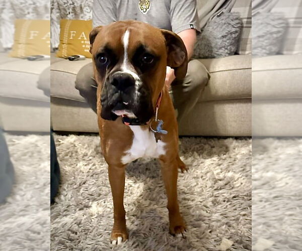 Medium Photo #3 Boxer Puppy For Sale in Dumont, NJ, USA