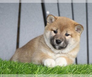 Shiba Inu Puppy for sale in FREDERICKSBG, OH, USA