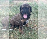 Small #9 Poodle (Miniature)-Poodle (Standard) Mix