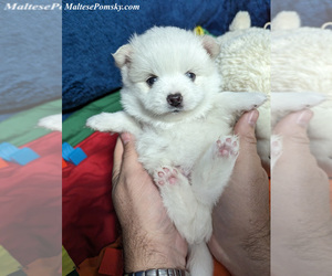 Pomsky Puppy for Sale in OCALA, Florida USA