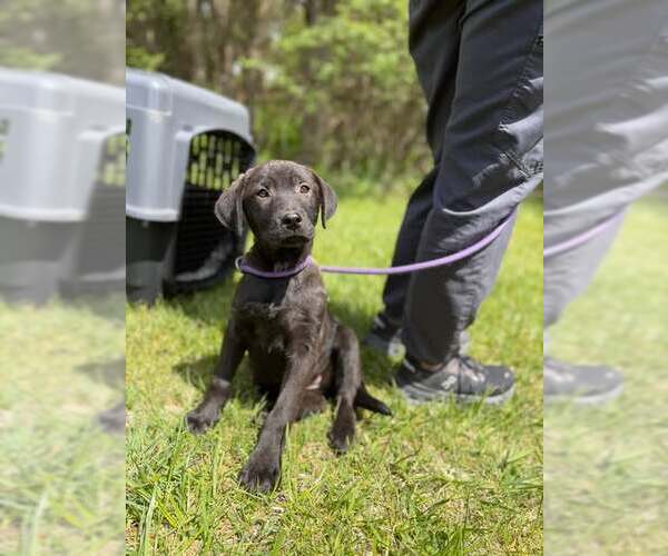 Medium Photo #3 Mutt Puppy For Sale in Mount Laurel, NJ, USA