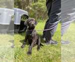 Small #2 Mutt