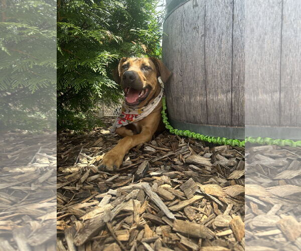 Medium Photo #9 Mutt Puppy For Sale in Germantown, OH, USA