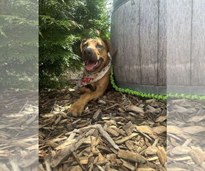 Green Bean - Male Mutt Dog for Adoption - Photo #9