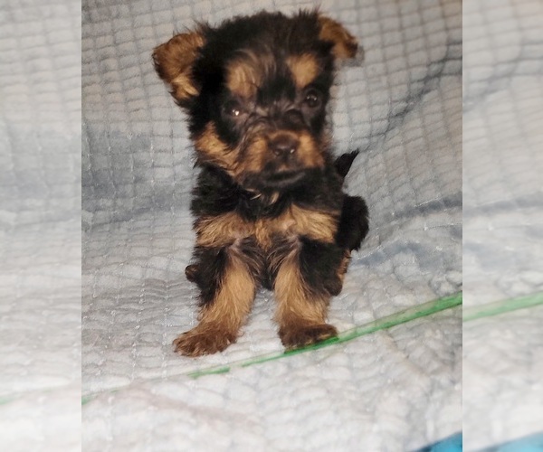 Medium Photo #192 Yorkshire Terrier Puppy For Sale in AKRON, OH, USA