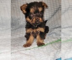 Small Photo #253 Yorkshire Terrier Puppy For Sale in AKRON, OH, USA