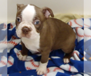 Medium Boston Terrier