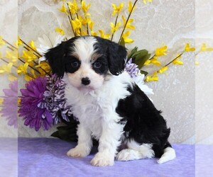 Cavachon Puppy for sale in GORDONVILLE, PA, USA