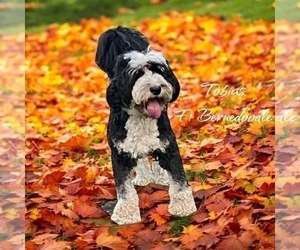 Father of the Bernedoodle puppies born on 05/28/2025