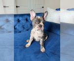 Small Photo #7 French Bulldog Puppy For Sale in RESEDA, CA, USA
