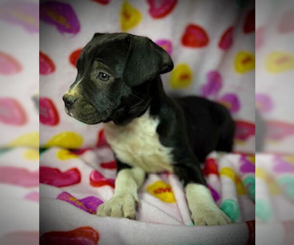 Medium Photo #6 Bulldog-Labrador Retriever Mix Puppy For Sale in Pleasanton, TX, USA